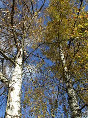 birch Silver tree European White summer leaves