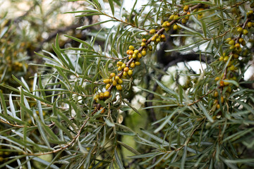 A branch of sea buckthorn berries in summer.