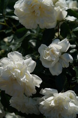 Whit Flower of Rose 'White Meidiland' in Full Bloom
