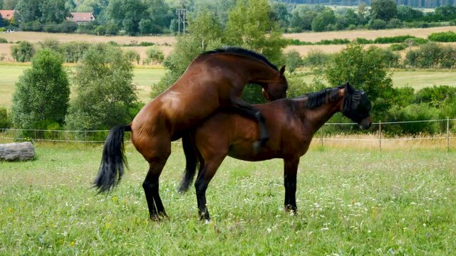 horses attempt to mount for sexual reproduction in nature