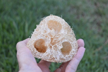 Vegetable loofah for bath and exfoliation