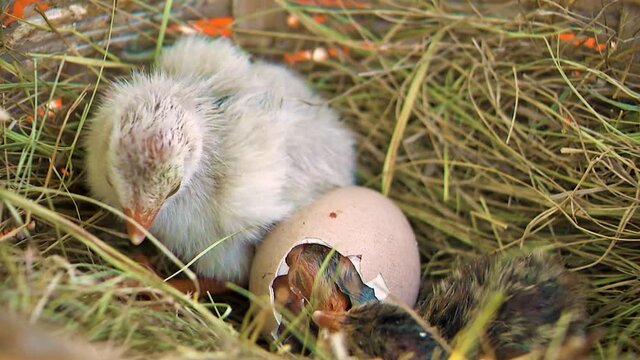 Guinea fowl Chicks Hatched from Eggs. First Seconds of Life