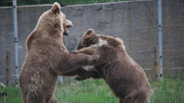 bears are fighting