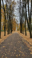 Obraz premium Autumn time. Golden leaves lie on the ground in a small Park
