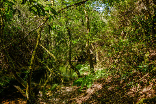 Bosques de Mortagua © Filomena