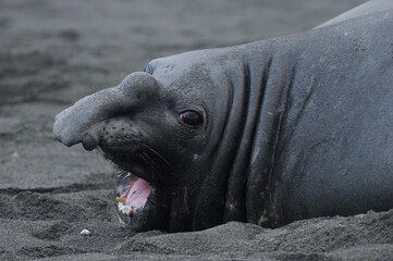 The southern elephant seal (Mirounga leonina) is one of the two species of elephant seals. 