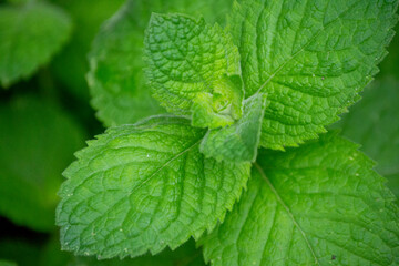 apple mint