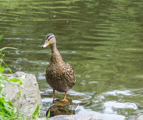 Duck Near Water