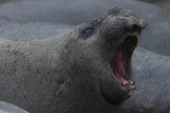 The southern elephant seal (Mirounga leonina) is one of the two species of elephant seals. 