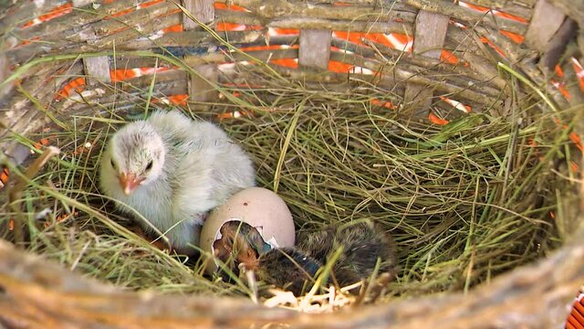 Guinea fowl Chicks Hatched from Eggs. First Seconds of Life