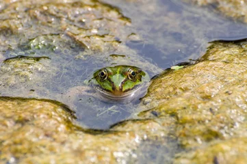 Fototapeten frog in the pond © Nora