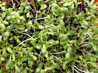organic sunflower seedlings messy growth, green leaves of young plant sprout used as salad or ingredients of vegan food, growing nontoxic vegetables to be used as healthy eating, close up top view