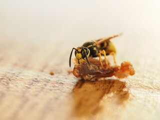 wasp on the shell