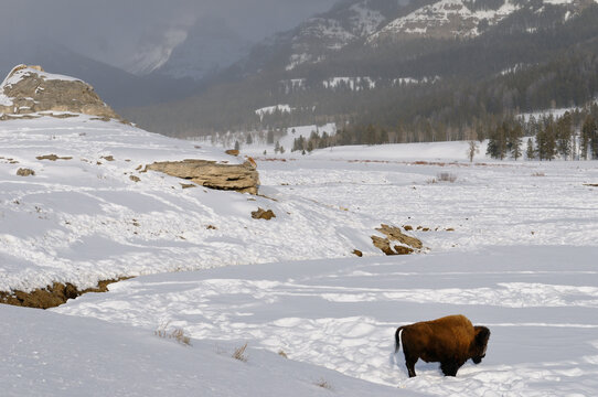 Soda Butte Travertine Mound In Winter Along Soda Butte Creek In Yellowstone National Park