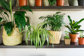 Ficus, bamboo palm tree, lily plant in a basket, in pots on shelf. Stylish wooden shelves with...