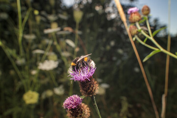 bee on thistle