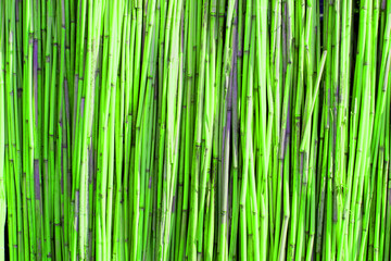 Green bamboo wall texture background