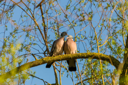 turtledoves