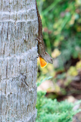 small lizard on a tree with red dewlap