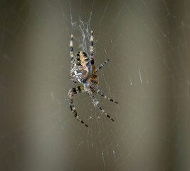 The spider is waiting for its prey