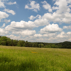 meadow in front of forest, white clouds on blue sky