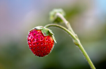 Ripe strawberries in late summer