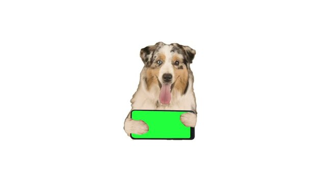dog holding smartphone with green screen