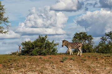 Fototapeta na wymiar Zebra standing on a hill with a beautiful cloud in a Game Reserve in the Tuli Block in Btswana