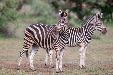 Zebra standing in Mashatu Game Reserve in the Tuli Block in Botswana