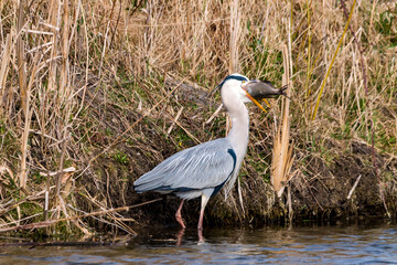 great blue heron