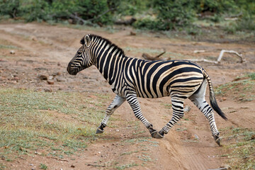 Fototapeta na wymiar Zebra running in Mashatu Game Reserve in the Tuli Block in Btswana