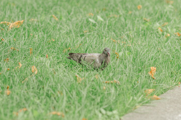 Dove bird walks in green grass
