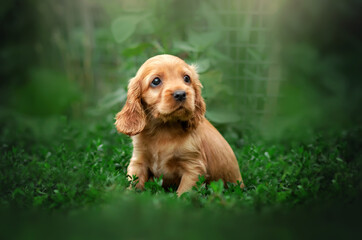 english cocker spaniel cute ginger puppies funny photo expressive look beautiful portrait
