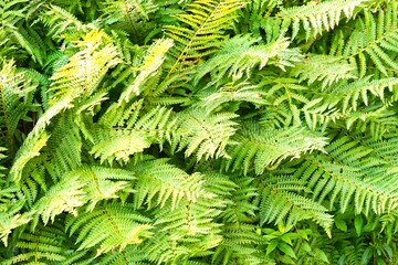 Wild ferns growing in the woods in the North Carolina mountains.