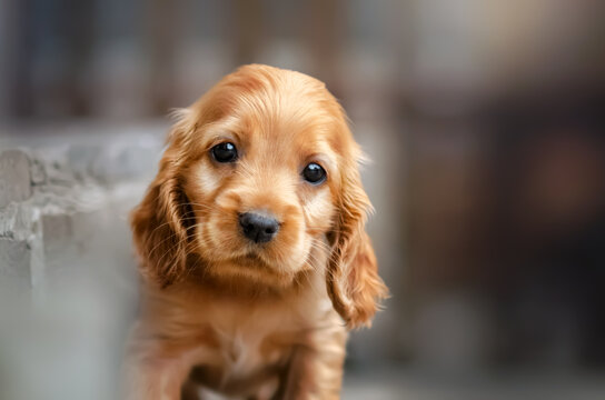 english cocker spaniel cute ginger puppies funny photo expressive look beautiful portrait
