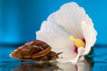 Snail and white flower. Macro photo. Wet snail. Water and blue background. Water drops on white petals of a flower. Yellow stamens and pistil. Reflection of a flower and a snail. Relaxation theme.