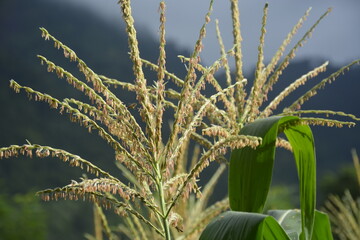 corn flower with bees