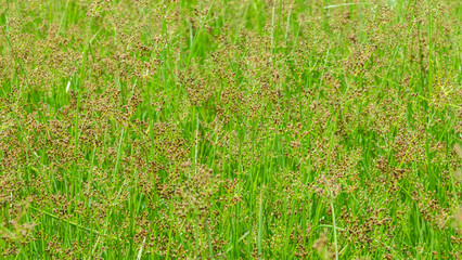 The background image of a grass flower in the field