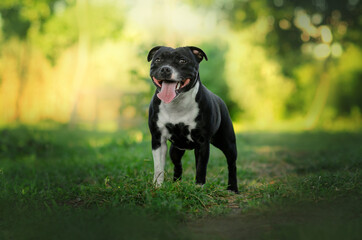 english staffordshire bull terrier dog black color funny cute dog lovely portrait on a green...