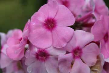 Fototapeta na wymiar rosa Phlox Blüte