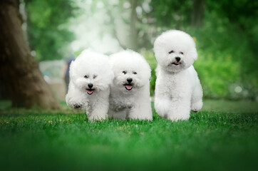 bichon frize cute dog white wool fun walk in the park
