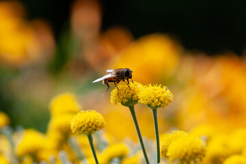 Bee lying on a little yellow flower