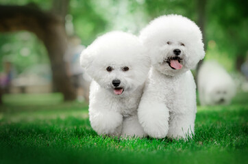 bichon frize cute dog white wool fun walk in the park
 - obrazy, fototapety, plakaty