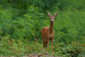 Roe deer in the woods