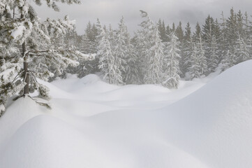 Snow covered Lodgpole Pine forest near steaming Springs of Norris Geyser Basin Yellowstone National Park in winter