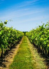 Fototapeta na wymiar Mid-summer vineyards
