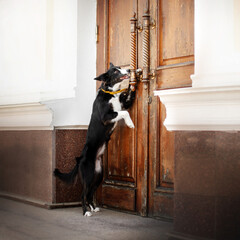 Fototapeta na wymiar border collie dog lovely portrait walk in the city cute funny dog ​​doing tricks 