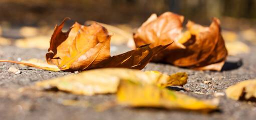 Dry red yellow leaves on the sidewalk in autumn fall on a sunny day