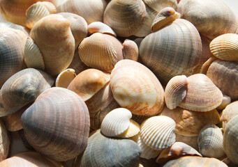 Seashells background. Beautiful colorful on th beach