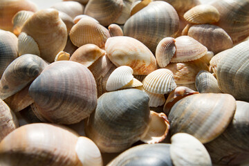 Seashells background. Beautiful colorful on th beach